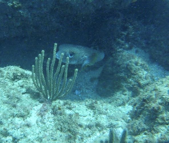 Smith Cove aka Smith’s Reef - Fish in the reef.