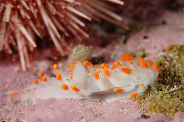 Tietiesbaai - Clubbed nudibranc