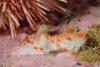 Tietiesbaai - Clubbed nudibranc