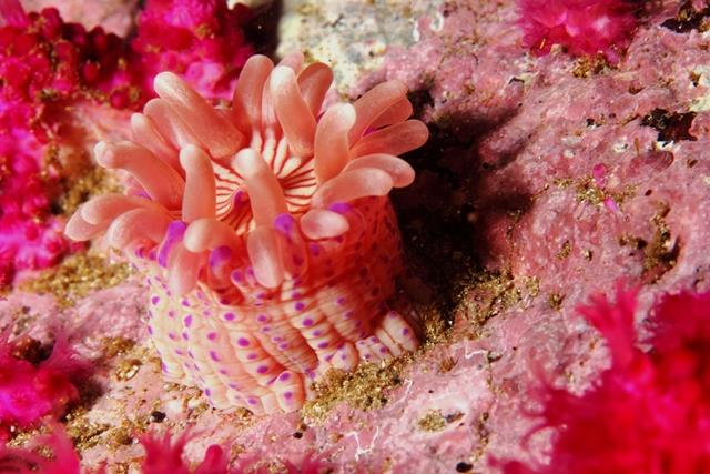 Tietiesbaai - Violet spotted anemone