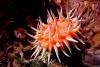 Britannia bay Violet spotted anemone