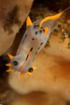 Britannia bay nudi - drcolyn