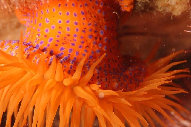 Britannia Bay - Orange anemone