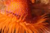 Orange anemone - drcolyn
