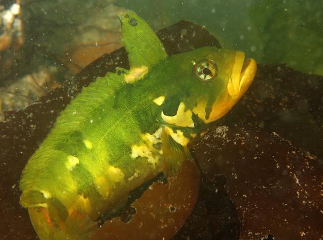 Langebaan lagoon - Green Klipfish