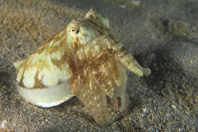 Langebaan lagoon - Cuttlefish