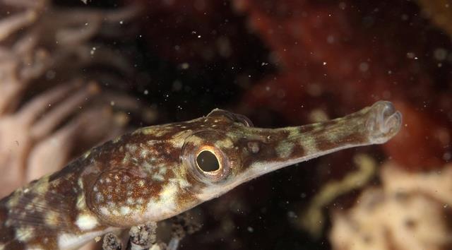 Langebaan lagoon - Pipefish