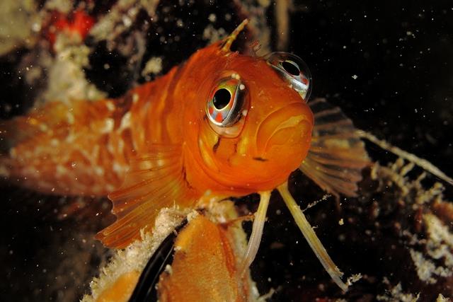 Langebaan lagoon - Orange Klipfish