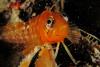 Orange Klipfish - drcolyn