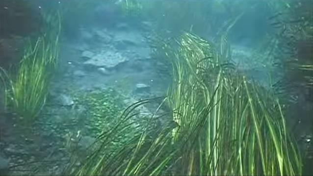 San Marcos River - San Marcos River Underwater