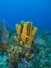 Barrel Sponge wall - Cayman Islands