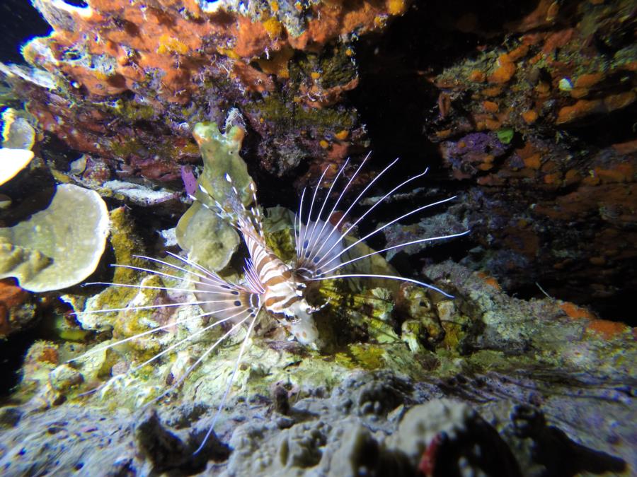 San Luis Beach - Lion Fish