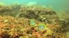 Shoreline Reef - Destin FL