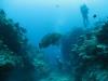 Underwater at Broken Rock