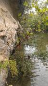 St. Edwards Park - Bull Creek Swimming Hole - Clear cold water