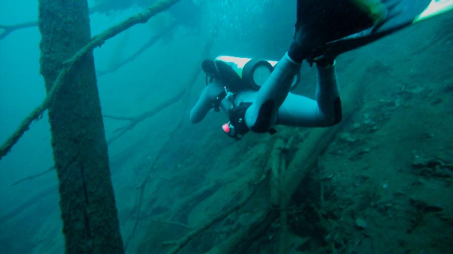 Big Blue Spring (Wacissa Spring Group) - Swimming under falling trees