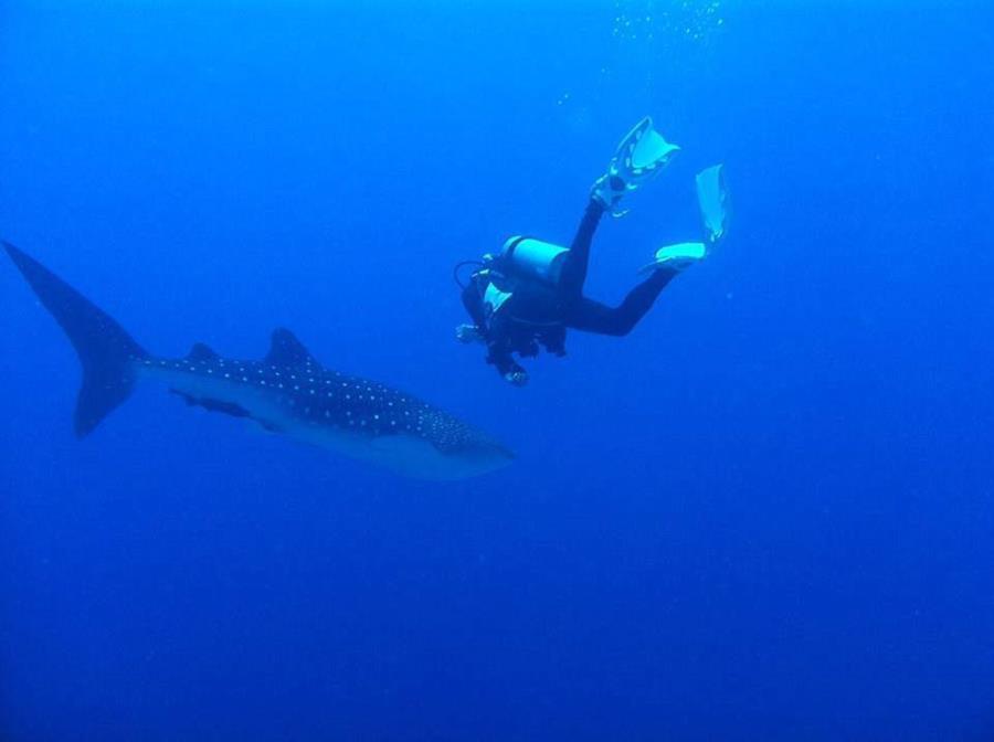 Puerto Galera - Shark Encounter Puerto Galera Bay