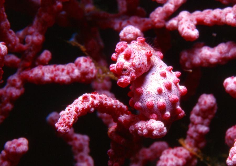 Puerto Galera - Pygmy seahorse