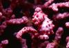 Pygmy seahorse