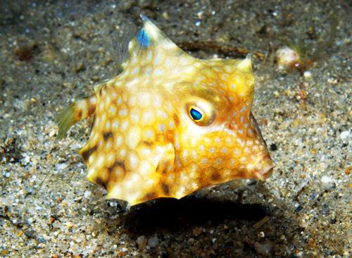 Verde Island Dive Site - Cowfish