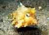 Cowfish - nudibranch18