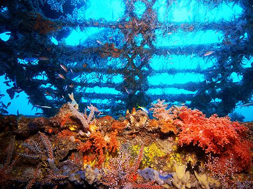 Verde Island Dive Site - Verde Island UW