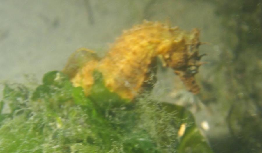 Maclearie Park, Shark River - Yellow seahorse in Maclearie Park