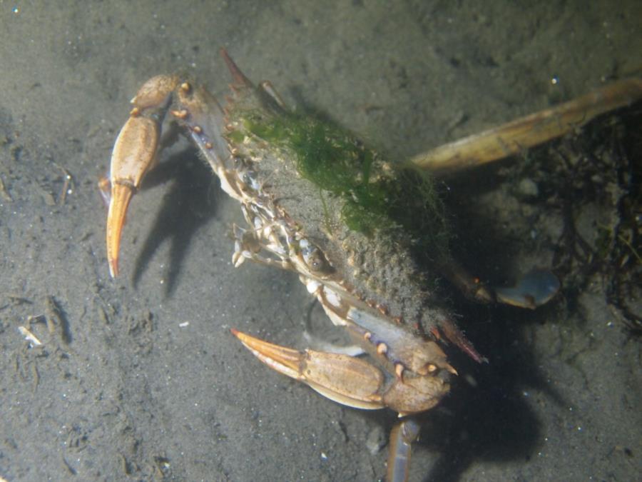 Maclearie Park, Shark River - Blue Claw being a little crabby in Maclearie Park