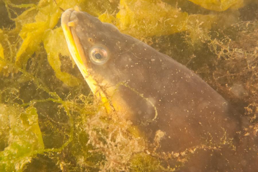 Maclearie Park, Shark River - American eel