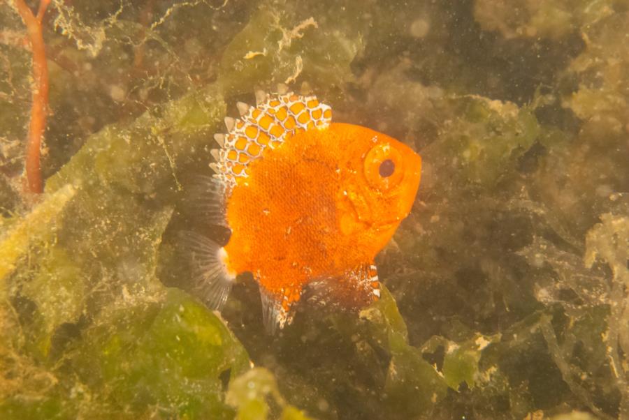 Maclearie Park, Shark River - Juvenile tropical (looks like a soldierfish)