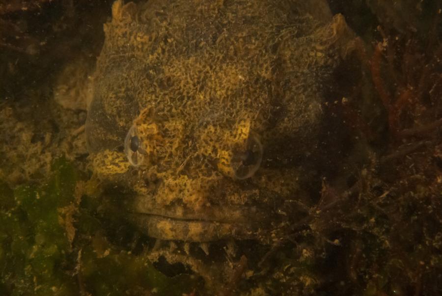 Maclearie Park, Shark River - Oyster Toadfish