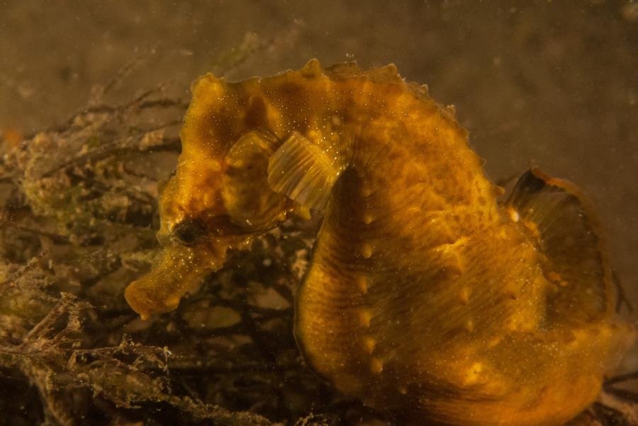 Maclearie Park, Shark River - Lined Seahorse