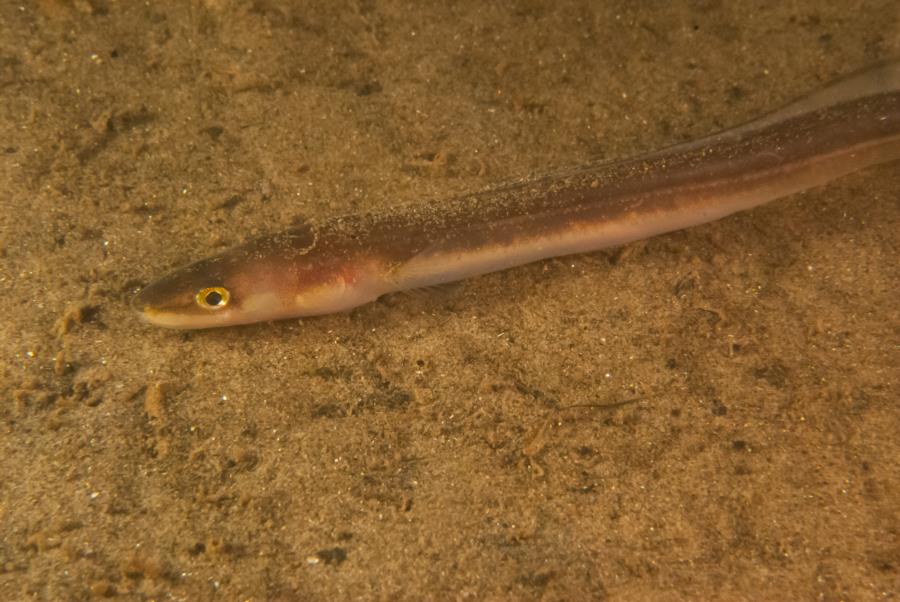 Maclearie Park, Shark River - American Eel (Juvenile)