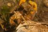 Maclearie Park, Shark River - Hermit Crab