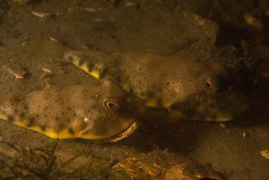 Maclearie Park, Shark River - Northern Pufferfish