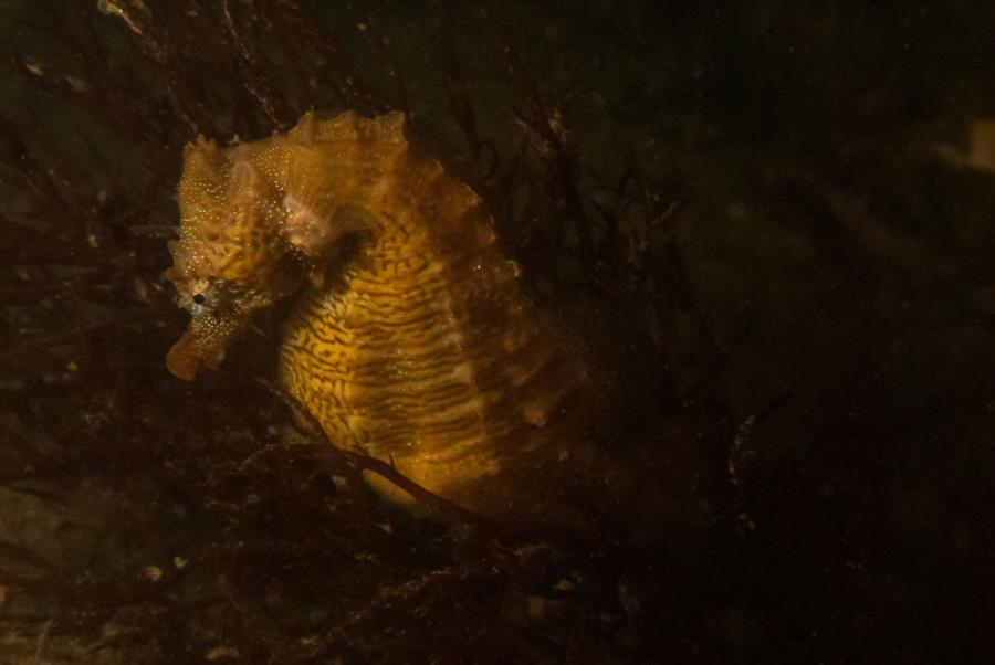 Maclearie Park, Shark River - Lined Seahorse