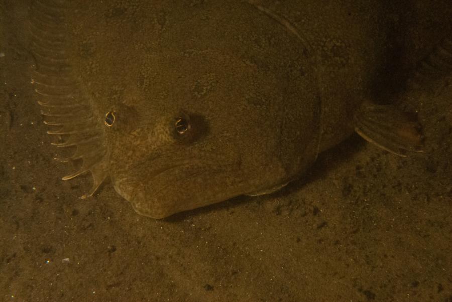 Maclearie Park, Shark River - Fluke