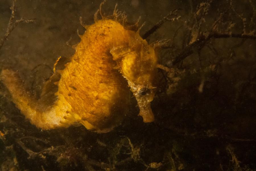 Maclearie Park, Shark River - Lined Seahorse