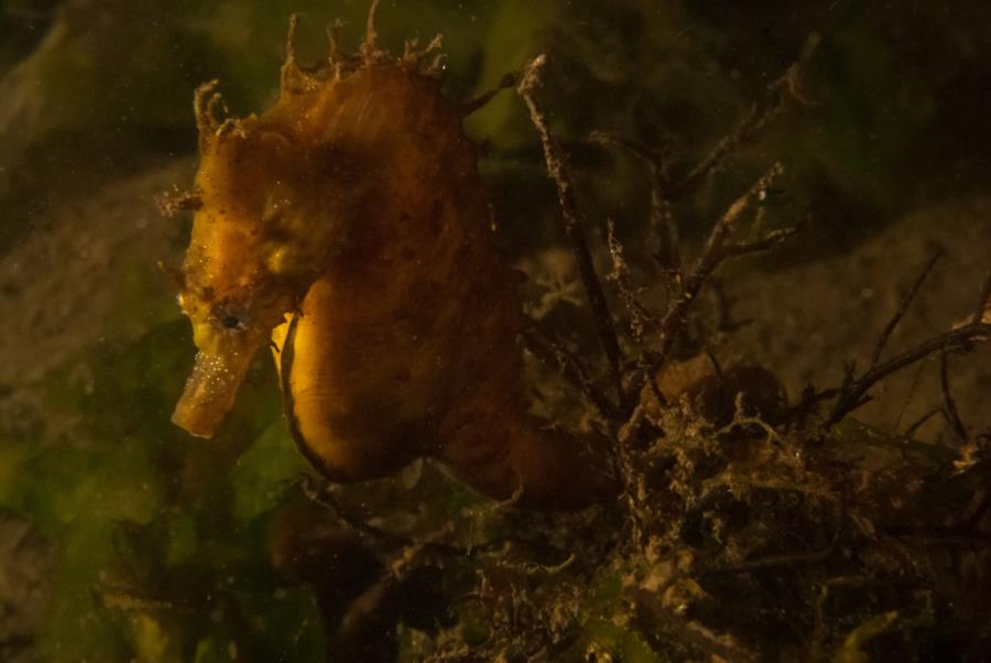 Maclearie Park, Shark River - Lined Seahorse