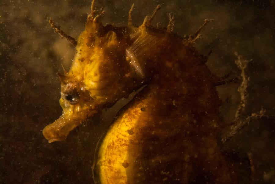 Maclearie Park, Shark River - Lined Seahorse Portrait