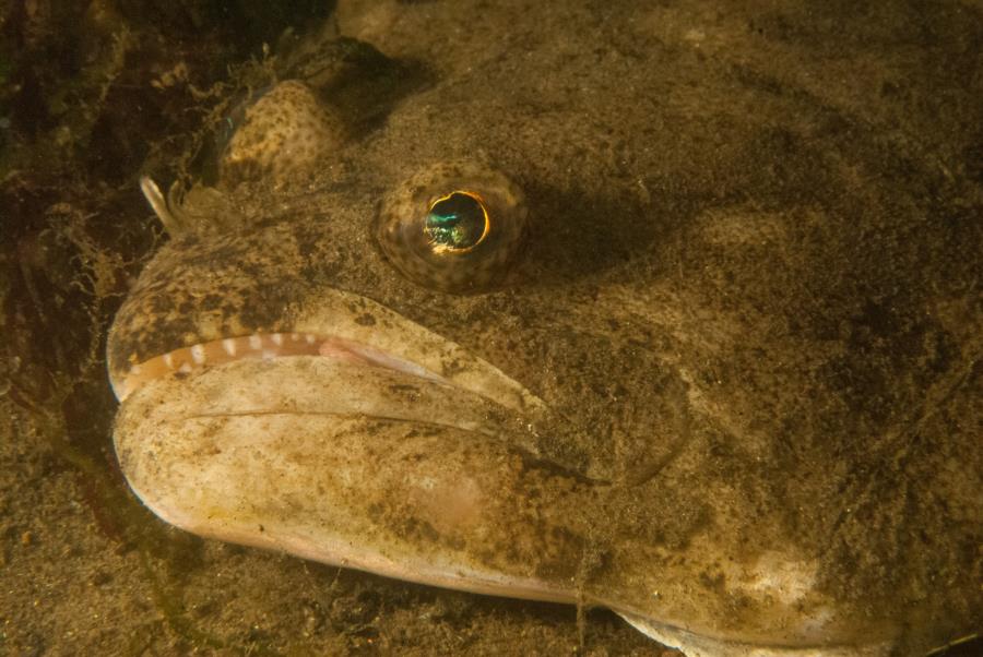 Maclearie Park, Shark River - Fluke