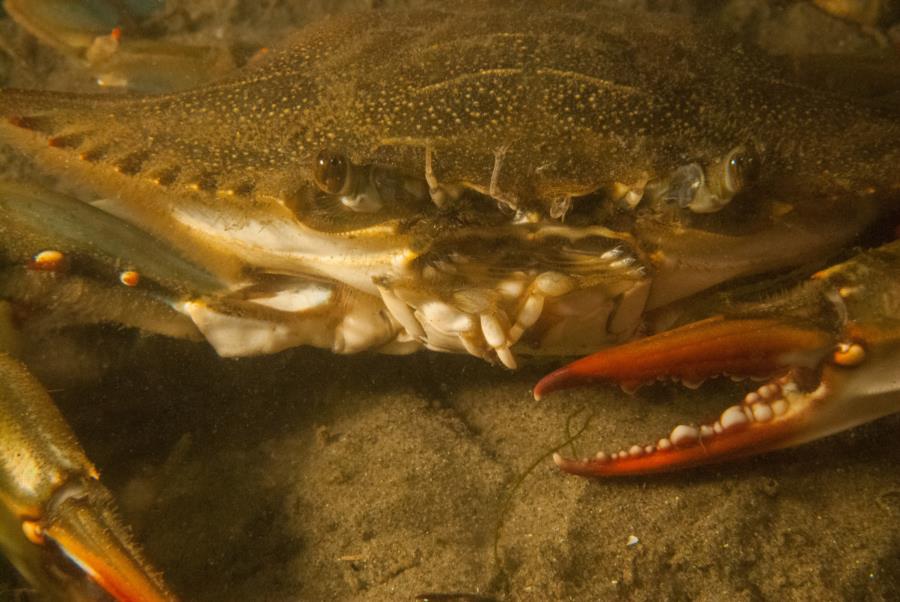 Maclearie Park, Shark River - Blue Claw Crab