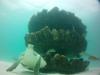 Perdido Key Snorkel Reef - Pensacola FL