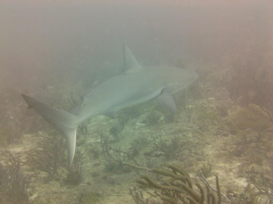 Spadefish Point - Spadefish Pt.