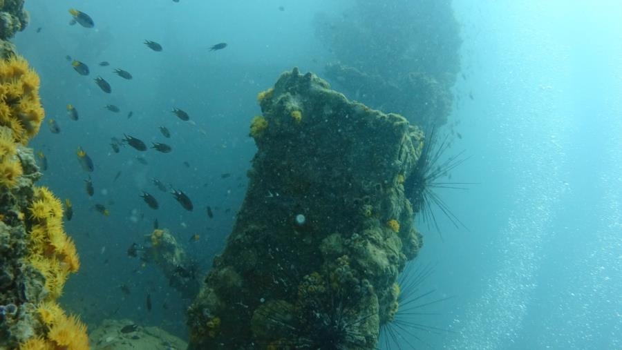 Katori Maru - boardside