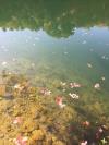 Fuller Lake - Decent surface clarity on this trip.