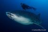 Swimming with a Whale Shark