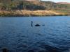 Nessie sticker on boat window