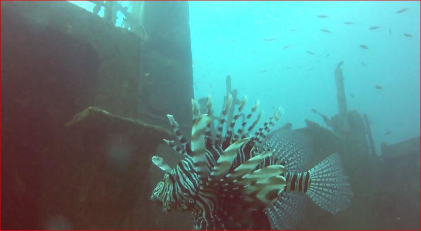 Mount Lavinia - Lion fish -3 on the wreck