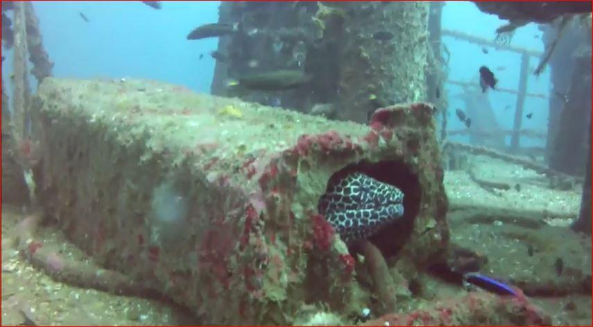 Mount Lavinia - eel on the wreck